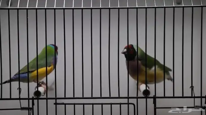 ازوج قولديان فينش 0