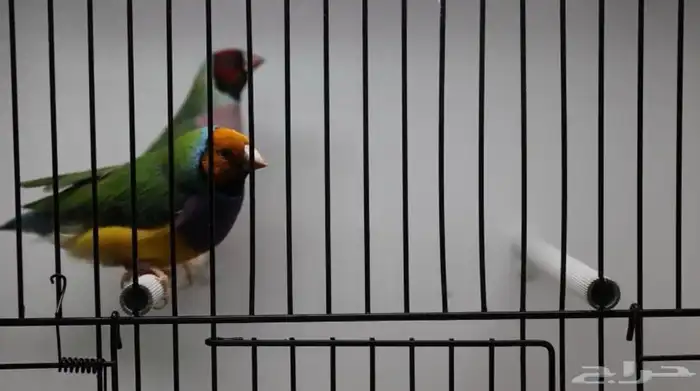 ازوج قولديان فينش 1