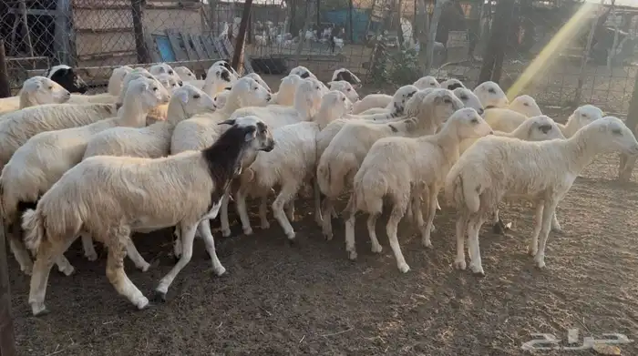 رخال بلدي من 780 4