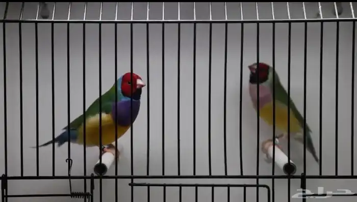 ازوج قولديان فينش 3