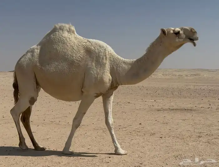 للبيع القحه رمانيه فوق البداوه 0