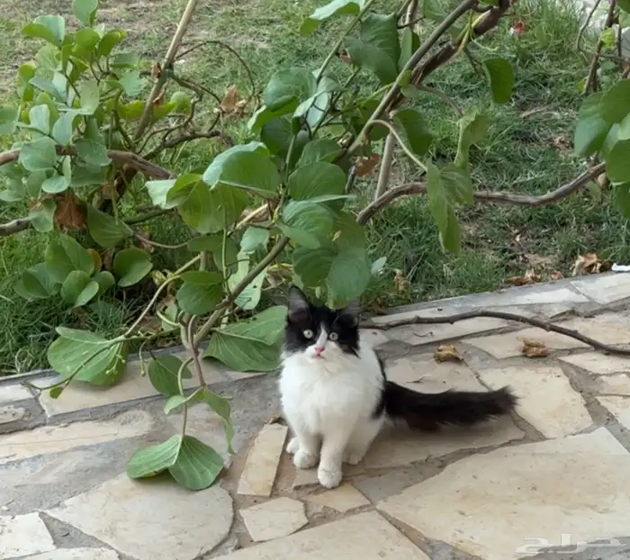 قطة صغيرة للتبني 1