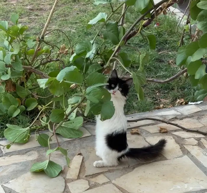 قطة صغيرة للتبني 0