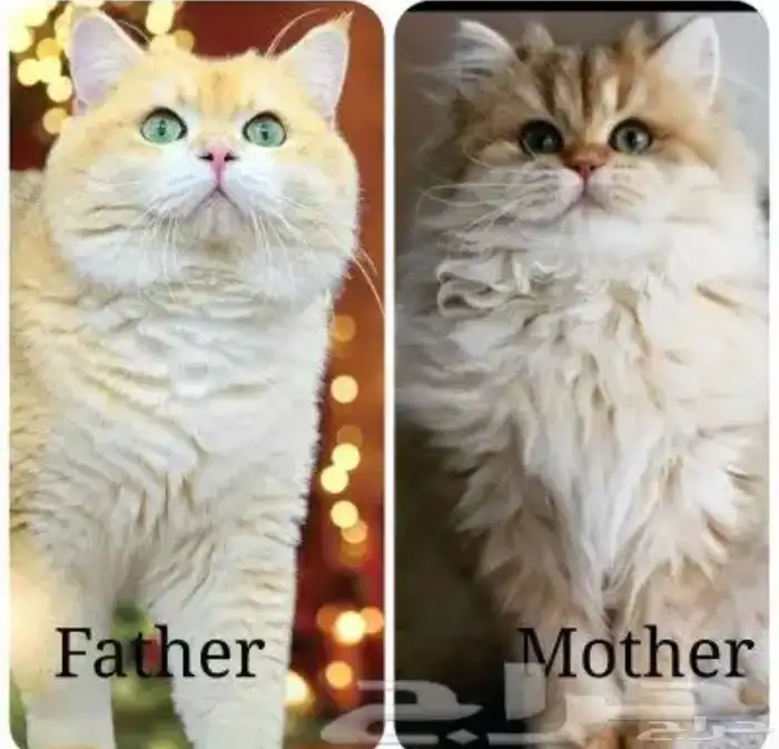 ذكر برتش شورت هير بيور NY11 من اهالي مستوردة 3