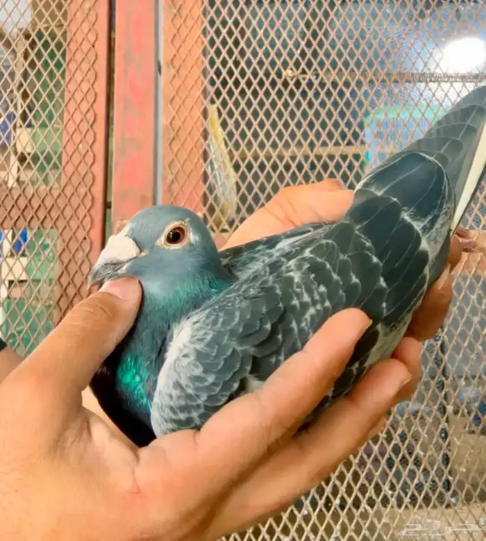 ذكر سباق بطل 1