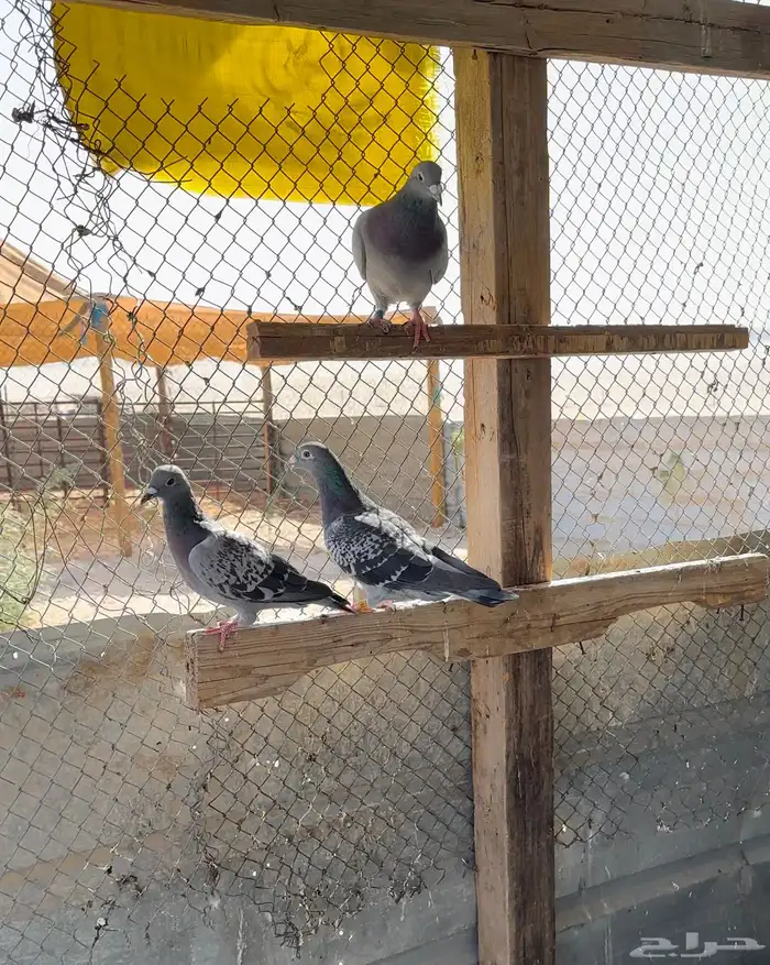 حمام زاجل طيب 8