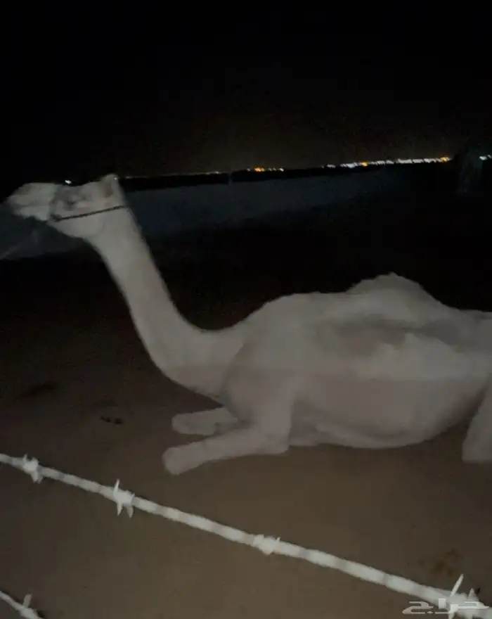 رحول طوع للبيع 0