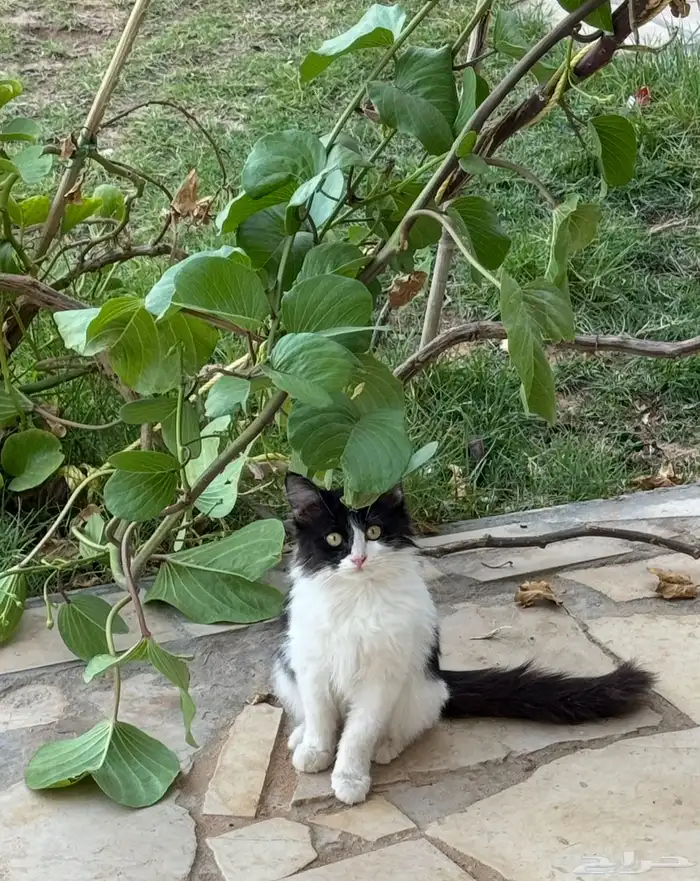 قطة صغيرة للتبني 2