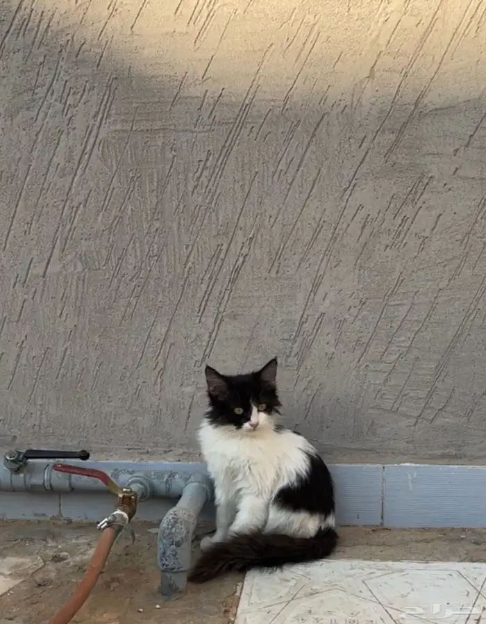 قطة صغيرة للتبني 3