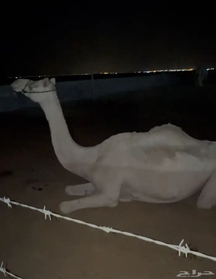 رحول طوع للبيع 1