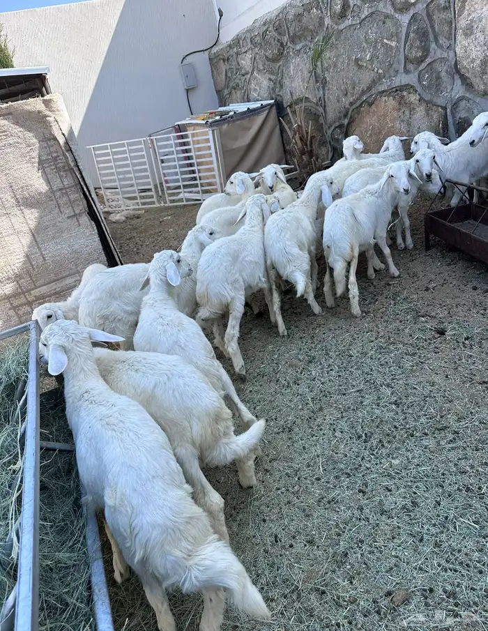 بهم 20للبيع 1