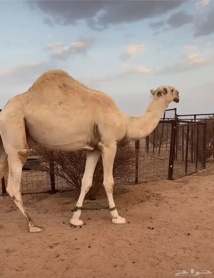 قعود رماني اوضح 1