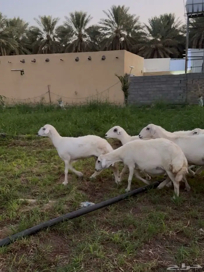 غنم صنف وجروم طيبه 0