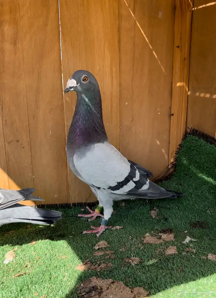 حمام زاجل طيب 5