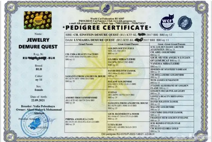 ذكر برتش شورت هير بيور NY11 من اهالي مستوردين 4