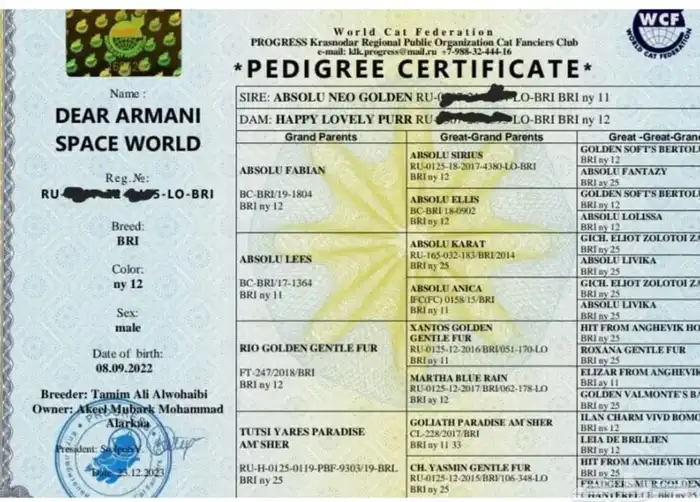 ذكر برتش شورت هير بيور NY11 من اهالي مستوردة 4