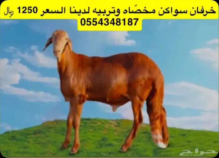 خرفان سواكن مخاصي تربيه لدينا - رغوه - شرق خميس مشيط 0