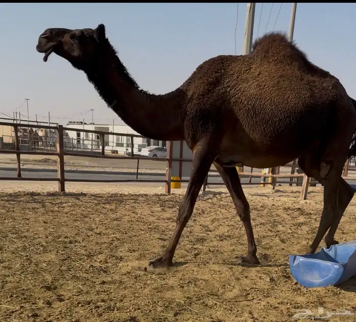 لقحه مجهم بكر ثنيه 0