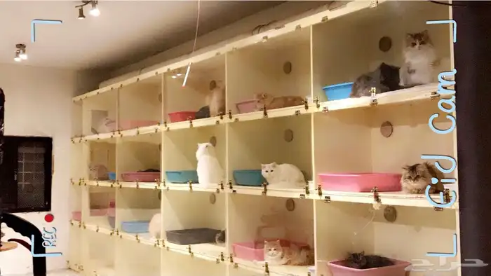 عروض فندقة خدمة عناية بالقطط تحميم شور حلاقة 1