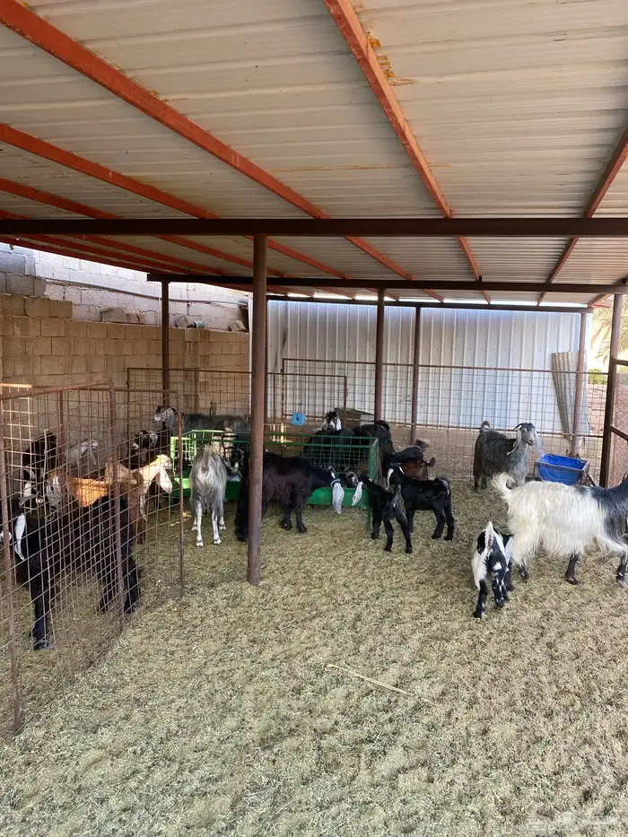 معزا العدد 11 عيالها 12 4