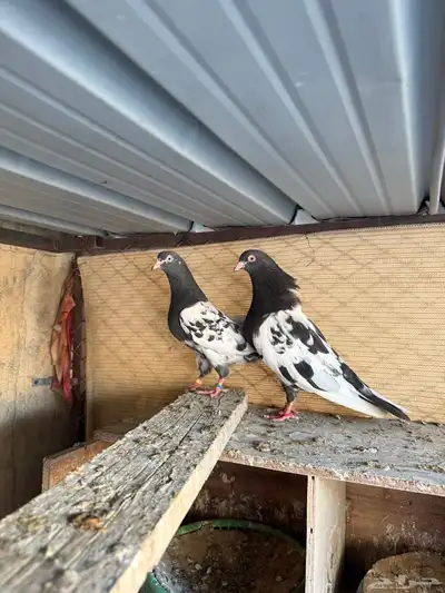 زوج رامبوري اساس توب index