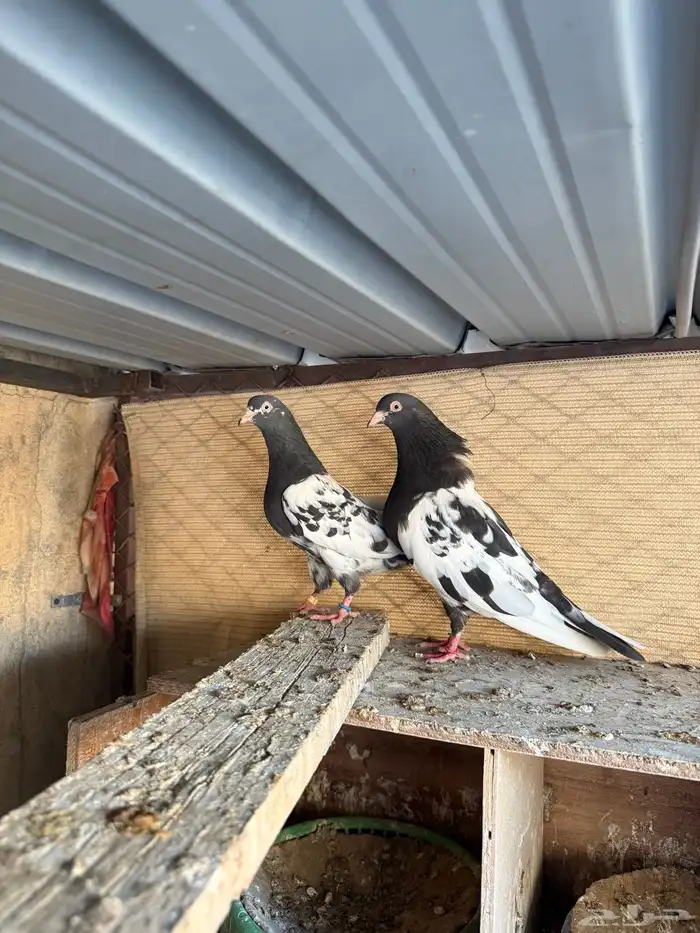 زوج رامبوري اساس توب 6