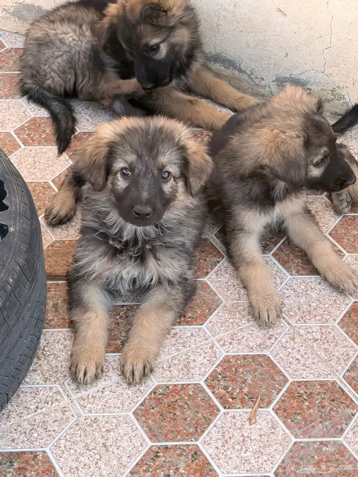 جراء جيرمن شيبرد سيبل بيور 10