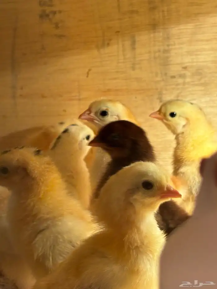 صوص بلدي امهاته جاملو الوان فواتح 0