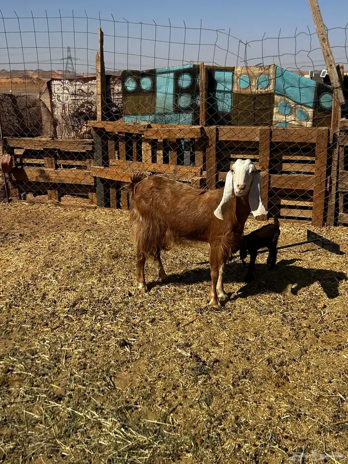 (تم البيع تم البيع ) 0