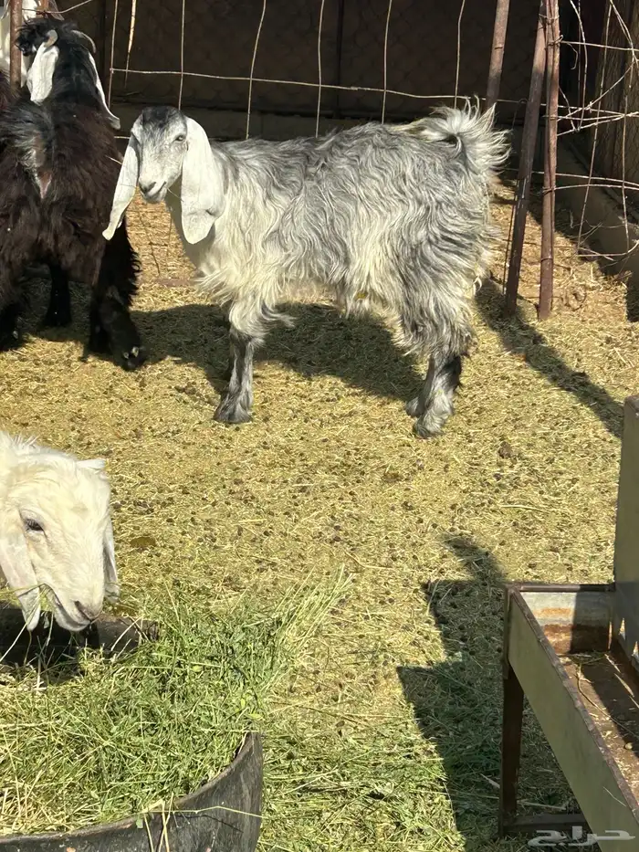 جفرة ذبيحه 0