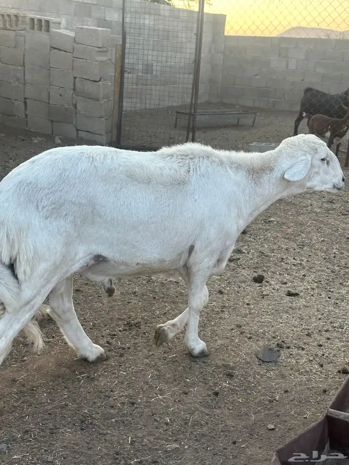 خروف فحل 6 2