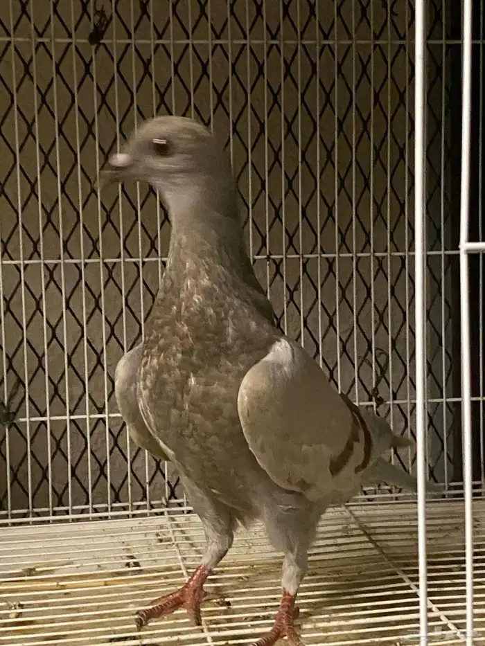 حمام زاجل منتج 5