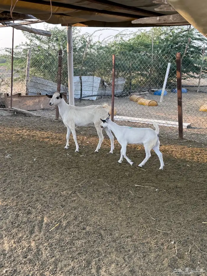 عنز بيشية فاخره 4