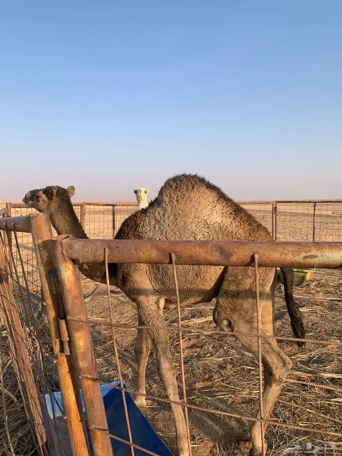 بكره للبيع 0