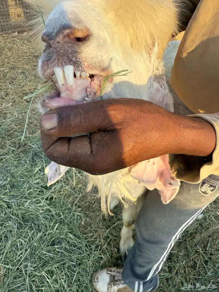 فحل ثني عارضي 1