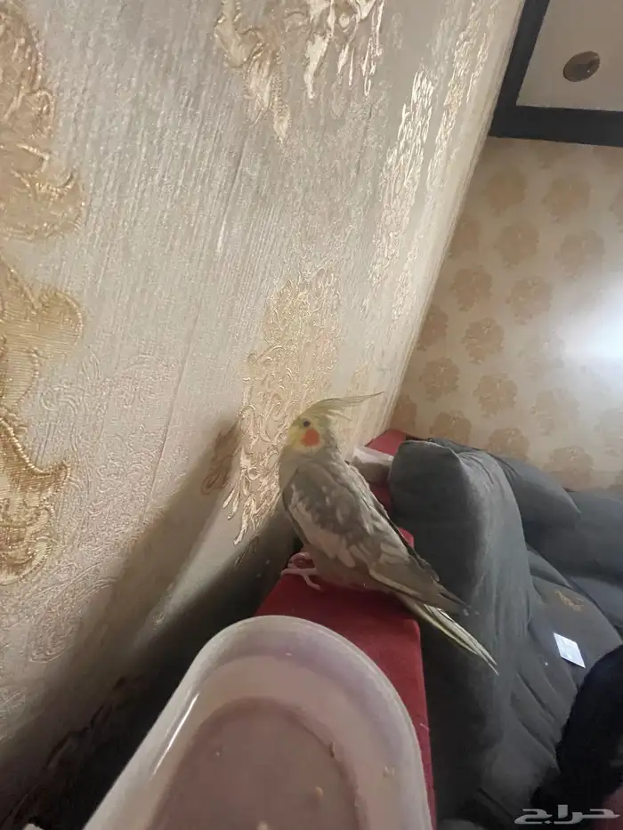 طير كروان لاتيني 5