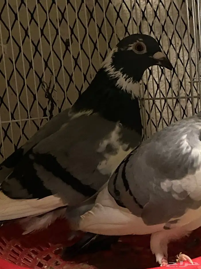 حمام زاجل منتج 3