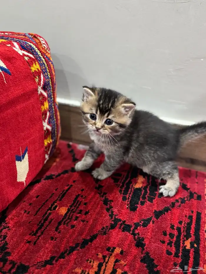 قطط صغيرة kittens للبيع 5