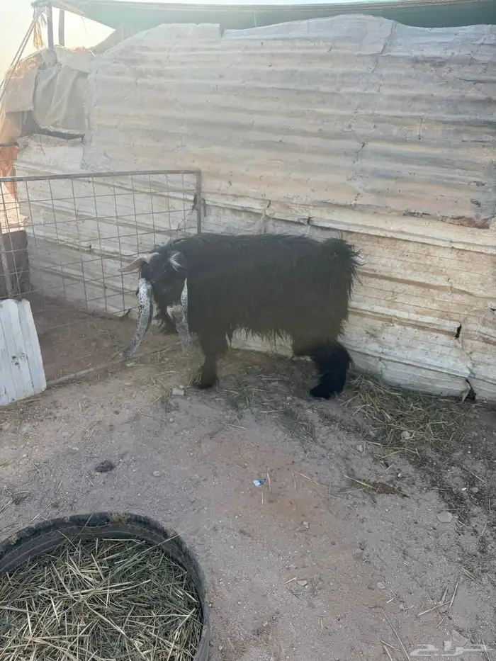 تيس فحل عارضي شرط القريع 9