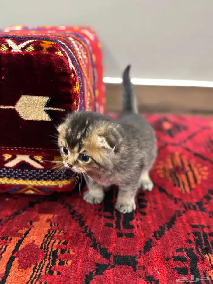 قطط صغيرة kittens للبيع 8
