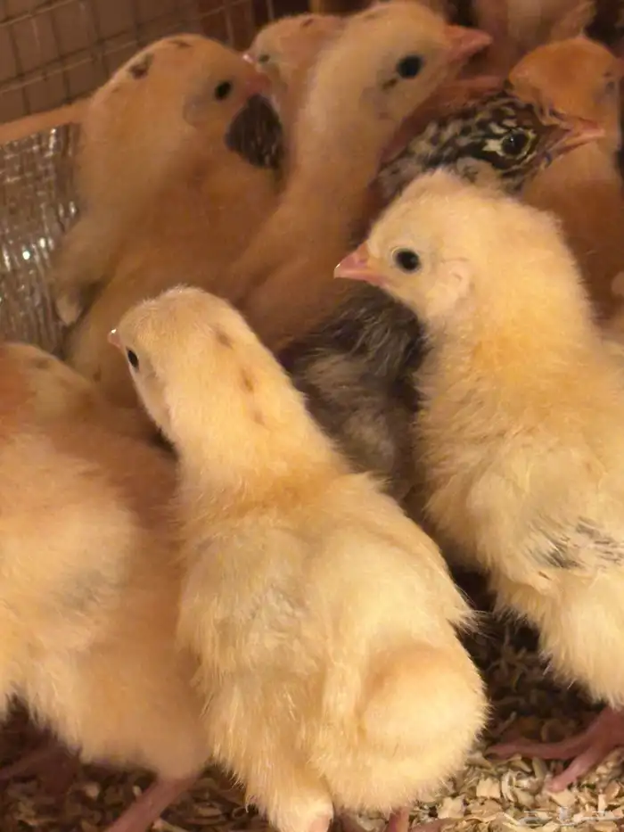 صوص بلدي امهاته جاملو الوان فواتح 7