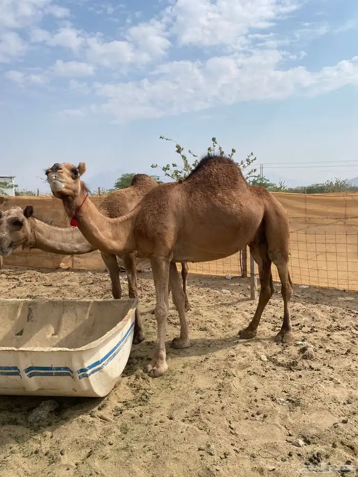 ناقه ملاقي   ناقه لحقه 1