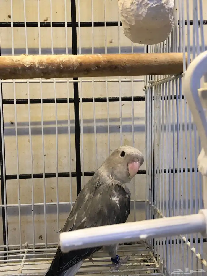 انثى روز منتجه 1