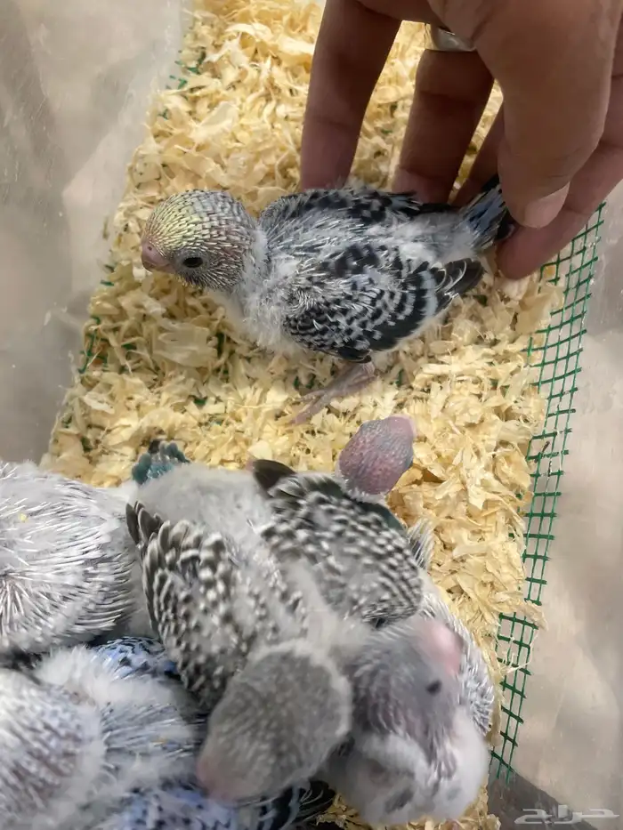 فروخ بابجي 4