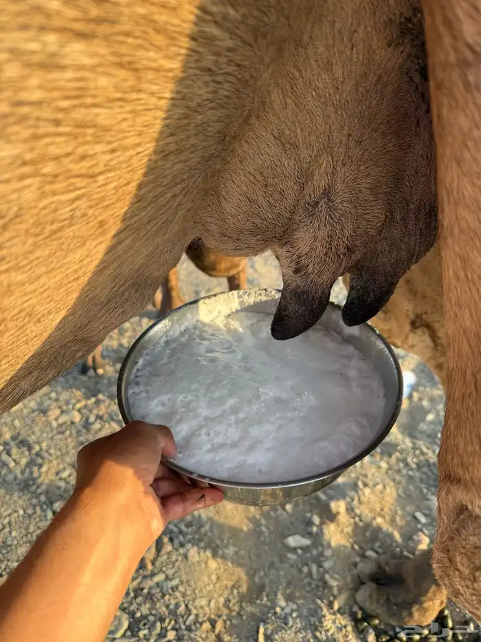 خلفة حمرا تحتها بكرة 1