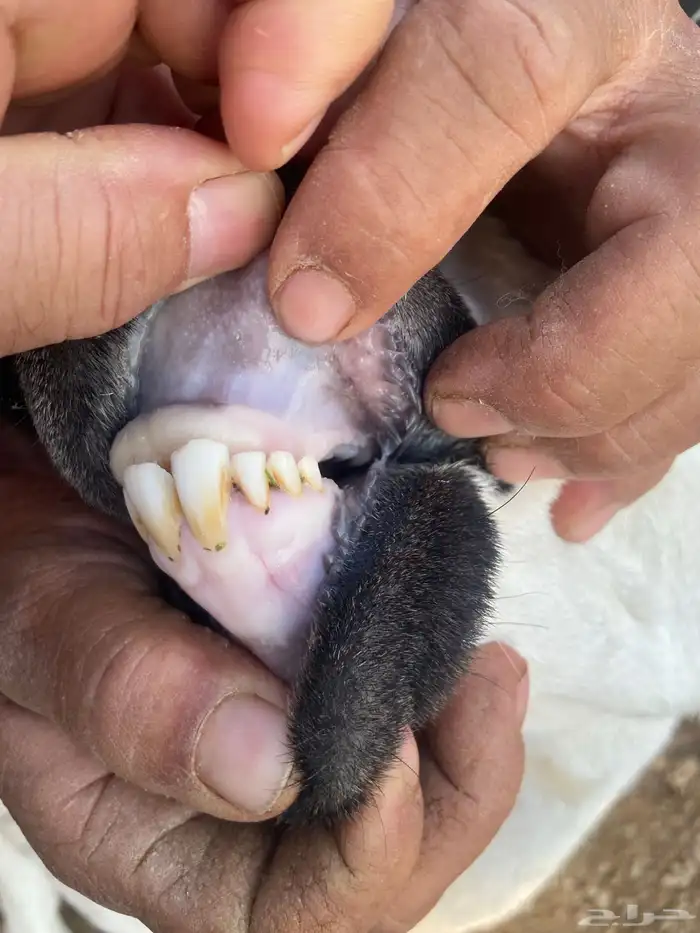 هجين الامهات بربريات والفحل حبصي 2