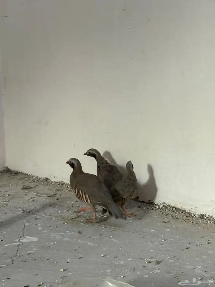 حجل أعاقيب ابو خد اسود سفع 0