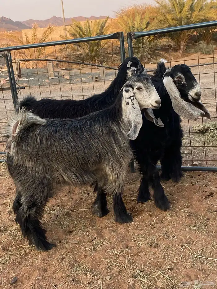 معزا عوارض صنف جفار(تم البيع) 12