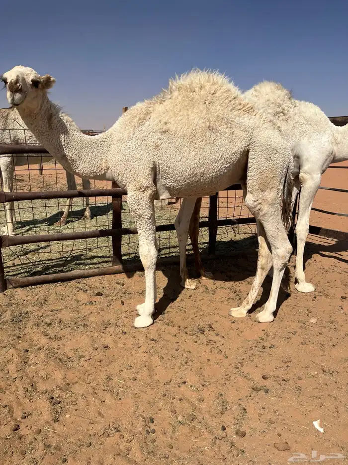 قعدان قصب 2 0