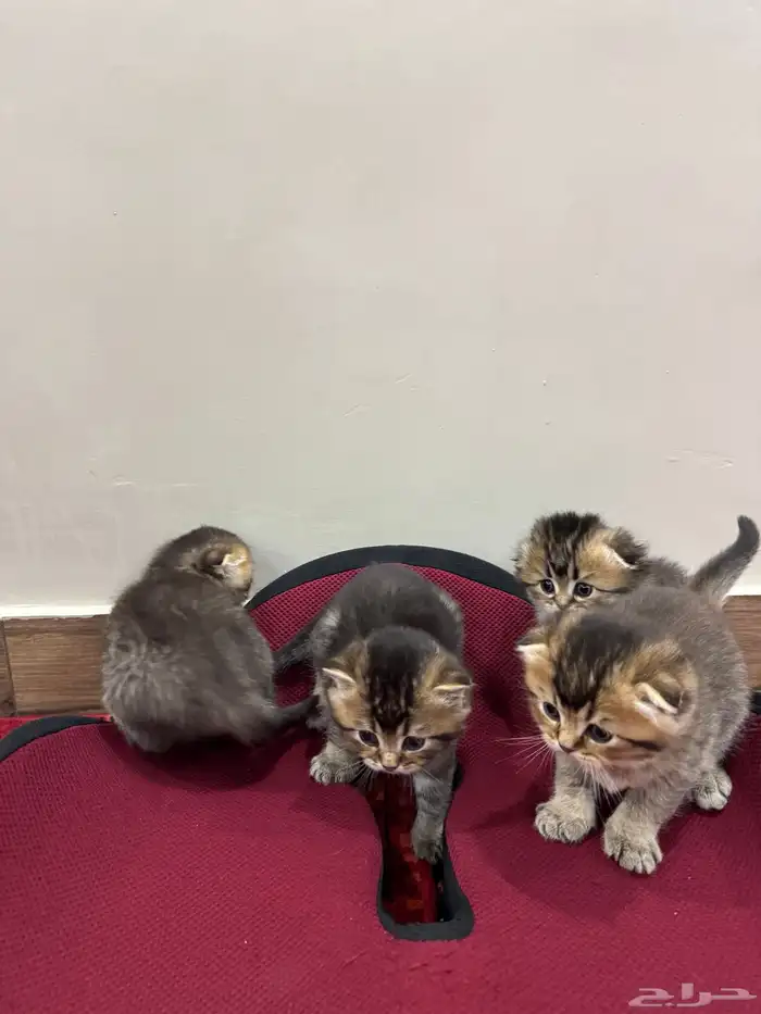 قطط صغيرة kittens للبيع 0